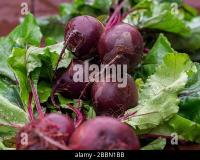 Close-up of organic beetroots with leaves on wooden table Stock Photo