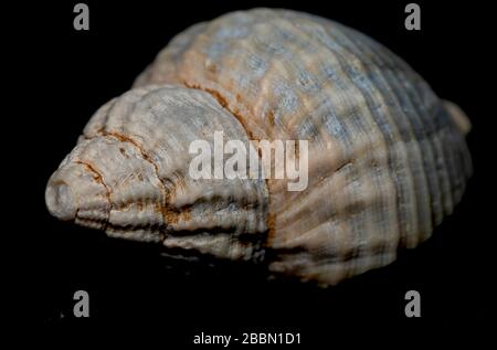 Seashell on th stone background Stock Photo