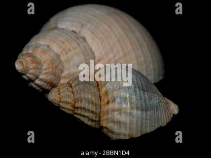 Seashell on th stone background Stock Photo