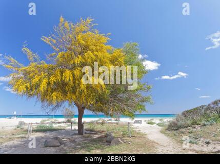 Landscape of Sardinia. Mimosa tree. Italy Stock Photo