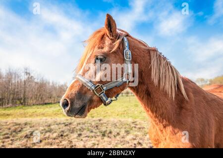 Portrait of a horse head. Side view of a brown horse with a blonde mane on a pasture. Nature background. Stock Photo