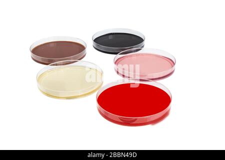 Petri dishes with different growth medium or culture medium, a solid, liquid or semi-solid designed to support the growth of microorganisms or cells , Stock Photo