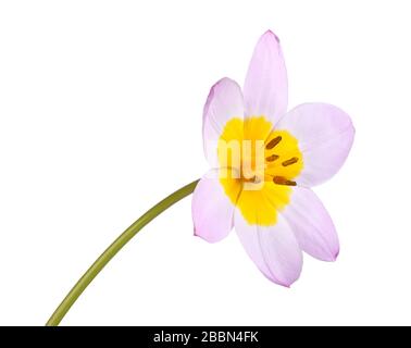 Single flower of the purplish-pink and yellow tulip cultivar Lilac Wonder (Tulipa saxatilis subspecies bakeri) isolated against a white background Stock Photo