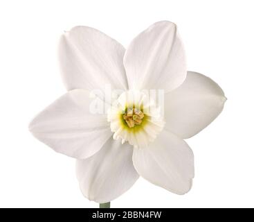 Single flower and stem of the green-eyed, small-cup daffodil cultivar Emerald Stone isolated against a white background Stock Photo