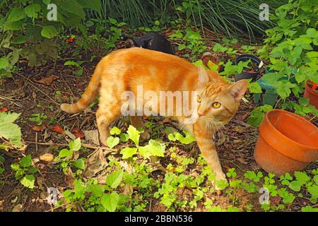 A copper-eyed, orange domestic shorthair classic red tabby cat (Felis catus) outside surrounded by vegetation Stock Photo