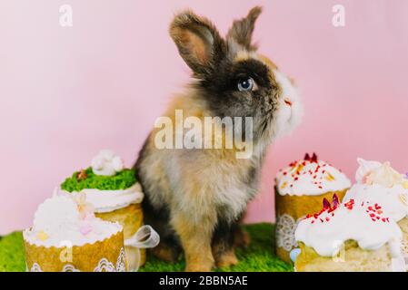 Easter bunny rabbit with colored pastel colored eggs and sweet cupcakes and Easter cakes on a pink background and fresh grass. Easter holiday concept. Stock Photo