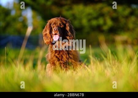Brown cocker spaniel sitting in long grass on a sunny day. Stock Photo