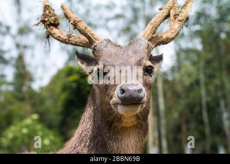 Close up image of a male deer with horns. A Stag looking at the camera. Stock Photo