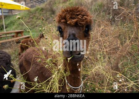 Close up image of brown alpaca eating grass in Alpaca World, South Korea. Stock Photo