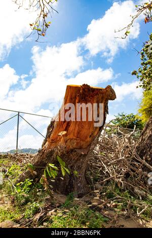 Surviving tree stump from a recently cut down red cedar tree near a fence on a bright sunny day with white clouds in the blue sky Stock Photo