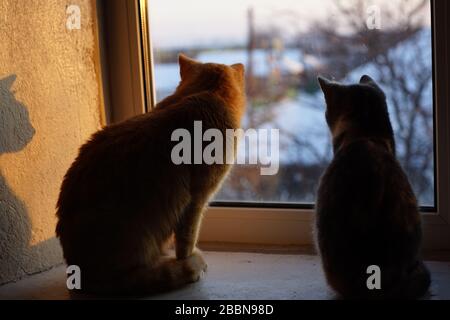 Two kittens rest on a sunny windowsill in winter, look outdoor. Stock Photo