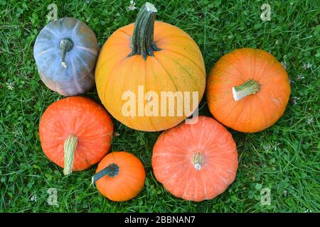 Pumpkins and squashes varieties. Fresh harvest Stock Photo