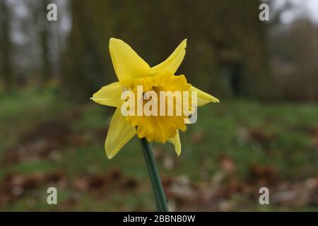Yellow Daffodil in bloom, Cheshire, United Kingdom Stock Photo