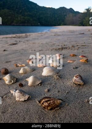 Seashells and conch shells scattered on white sandy beach, Koh Lanta, Thailand Stock Photo