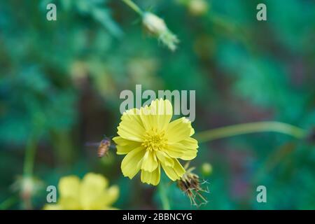 Yellow cosmos flowers growing in tropical garden, Java, Indonesia Stock Photo