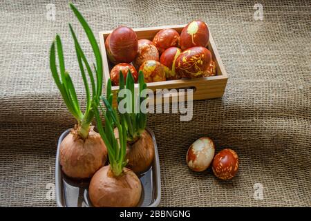 Easter eggs are coloured by ancient onion husk method with various natural patterns lying in sunshine on beige burlap next to the sprouted green onion Stock Photo