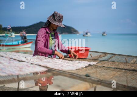 Fish drying at the beach, Ko Pha Ngan island, Thailand, Asia Stock Photo