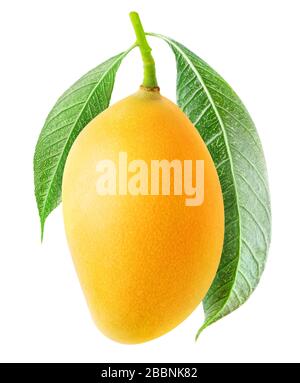 Isolated mango fruit. One yellow mango hanging on a tree branch with leaves isolated on white background Stock Photo