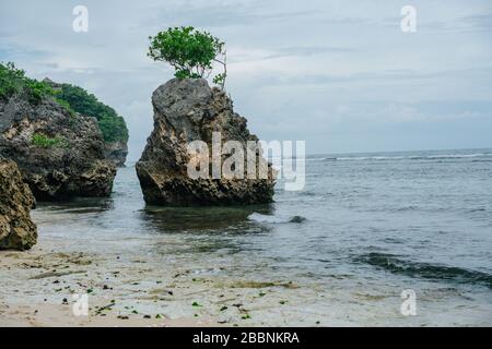 Eroded sea stack with a tree atop standing in the water next to a shore line Stock Photo