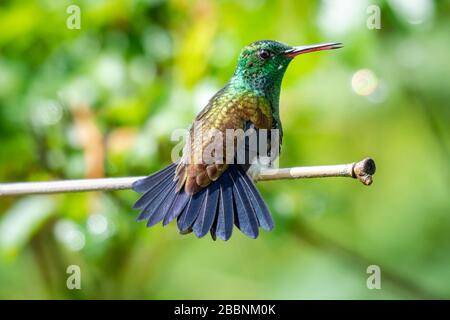 A Copper-rumped hummingbird resting in a garden on a sunny day, sunbathing. Stock Photo