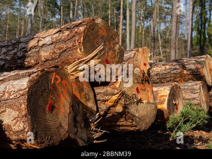 Wooden logs in the forest. Freshly cut pine tree logs with numbers and plastic tags. Stock Photo