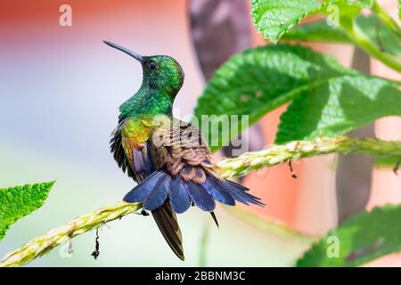 A Copper-rumped hummingbird resting in a garden on a sunny day, sunbathing. Stock Photo