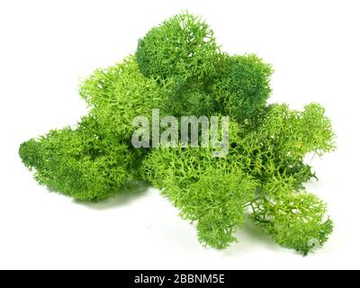 Reindeer moss isoladet on white background Stock Photo
