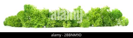 Reindeer moss isoladet on white background Stock Photo