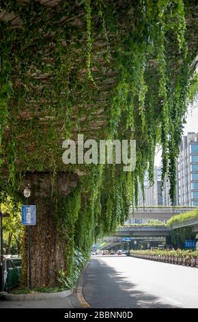 vine hanging from bridge on Xihu Avenue, Hangzhou, China Stock Photo