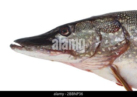 Pike head close up isolated on white background Stock Photo