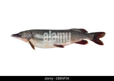 Big pike close up isolated on white background Stock Photo