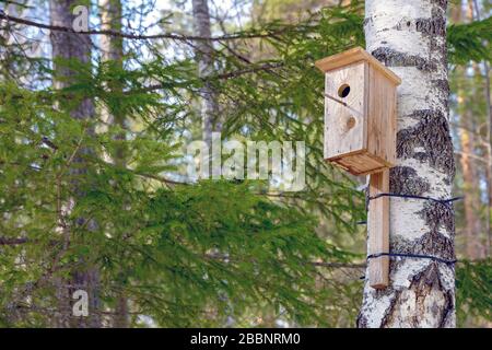 A homemade birdhouse hangs from a tree in a coniferous forest on a sunny day. Stock Photo
