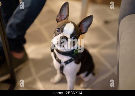 a tiny Boston terrier looking with tender face Stock Photo