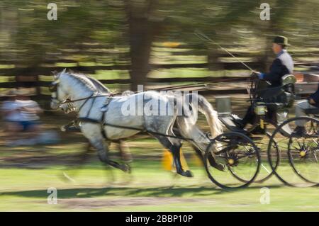 Pair of horses pulling a buggy at combined driving horse show competition Stock Photo