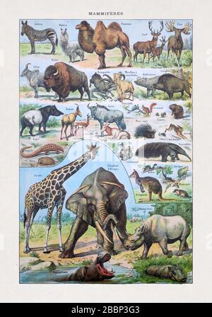Old illustration about wild mammals by Millot printed in the late 19th century. Stock Photo