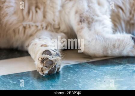 Close-up Paw of a magnificent Purebred Tibetan Mastiff. selective focus Stock Photo