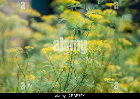 Male common garden hoverfly, Myathropa florea, feeding on flora, close up. selective focus Stock Photo