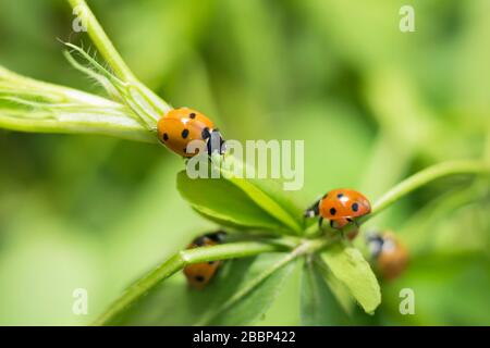 Close of lady bugs in a garden on green leaves with blurred background. Stock Photo