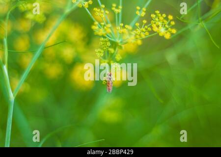 Male common garden hoverfly, Myathropa florea, feeding on flora, close up. selective focus Stock Photo