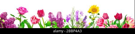 Panorama different flowers isolated on white background Stock Photo