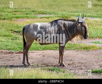 Blue Wildebeest (Connochaetes taurinus), Amboseli National Park, Kenya, Africa Stock Photo