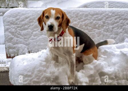 Dog Beagle in the snow; Stock Photo