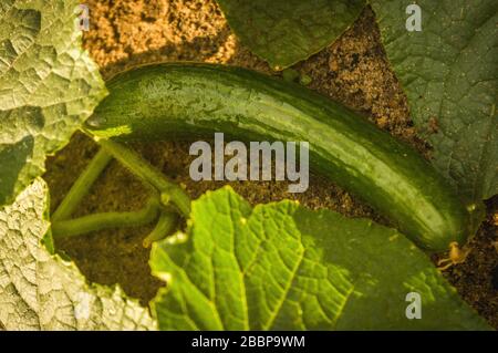 wet green ripe cucumber lying on the ground with cucumber plant after rain Stock Photo