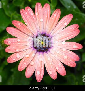 Green bottle fly on an osteospermum flower Stock Photo