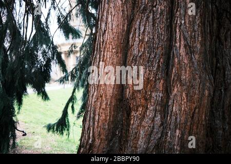 A sequoia tree's red rough bark with branches and parkland in the background in Saltaire, West Yorkshire. Stock Photo