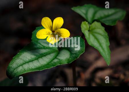 Halberd-leaved Violet (Viola hastata) - Brevard, North Carolina, USA Stock Photo