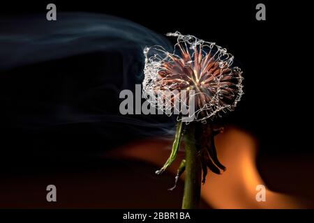 Dandelion seedhead (genus Taraxacum) on fire - Brevard, North Carolina, USA Stock Photo