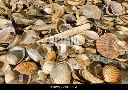 Many seashells collected drying in the sunshine after being collected from the sandy beach of Monte Gordo on Portugal's Algarve Coast. Stock Photo