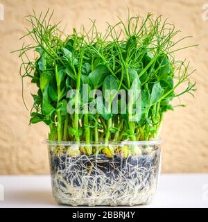 bunch of green pea sprouts growing in pot for microgreens Stock Photo
