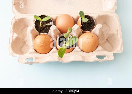Small pants in box of eggs, eggshells, soil, planting, gardening at home. Zero waste Stock Photo